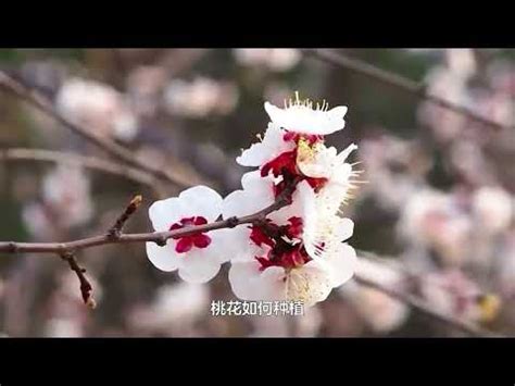 種桃花風水|【家裡種桃花】桃花開運招桃花？教你如何在家中種出好桃花運